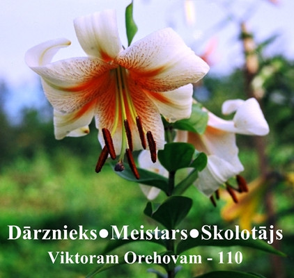 Selekcionārs Viktors Orehovs