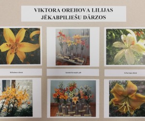 Viktora Orehova lilijas jēkabpiliešu dārzos