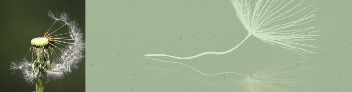 Virtuālā un no bibliotēkas krājuma novadpētniecības izstāde “Lidot ar zaļu spārniņu...”