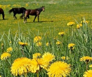 Tematisks/virtuāls izstāžu cikls: 4. Izstāde “Latviskā dzīvesziņa: Starp pavasara un vasaras saulgriežiem’’