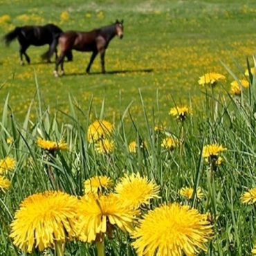 Tematisks/virtuāls izstāžu cikls: 4. Izstāde “Latviskā dzīvesziņa: Starp pavasara un vasaras saulgriežiem’’